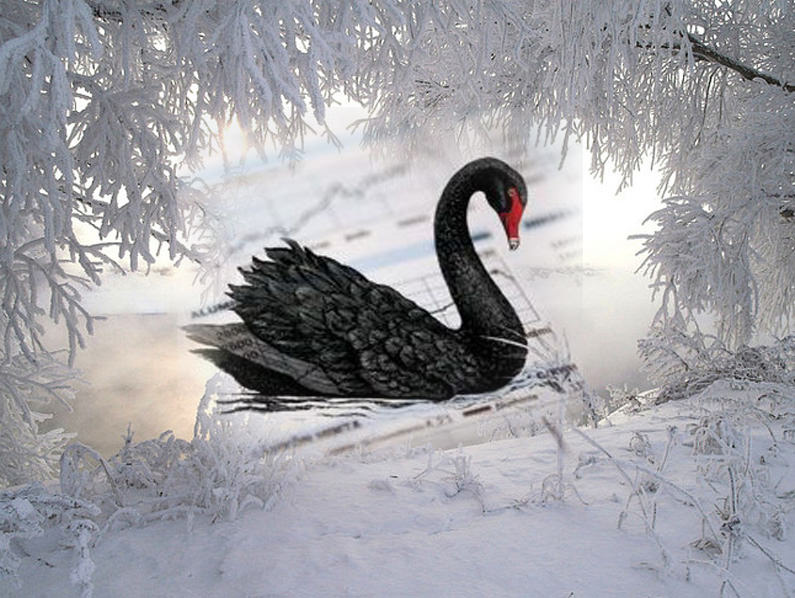 Чёрный лебедь, белый снег